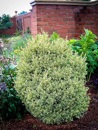 Variegated Boxwood