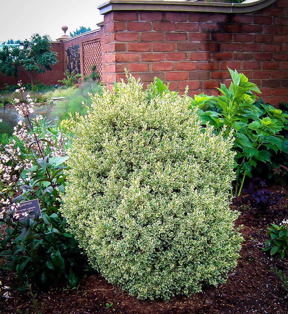 Image of Variegated boxwood shrub