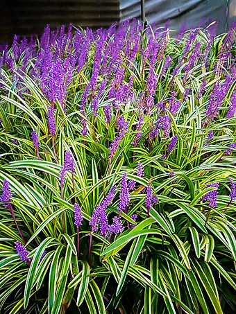 Variegated Liriope