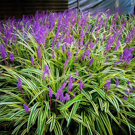 Ornamental Grasses
