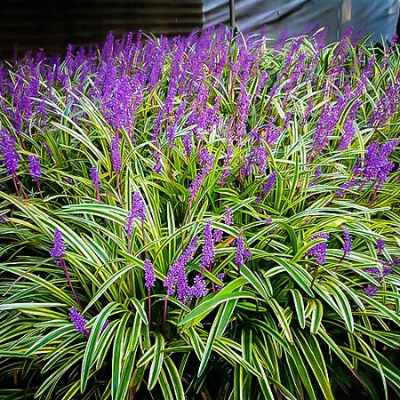 Ornamental Grasses