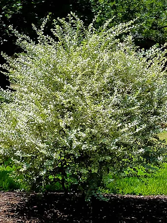 Variegated Privet