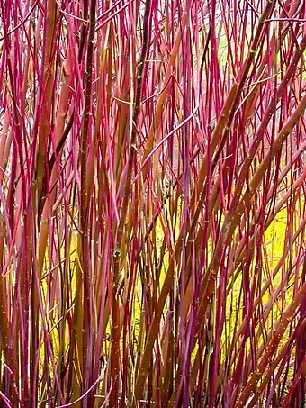 Variegated Red Twig Dogwood