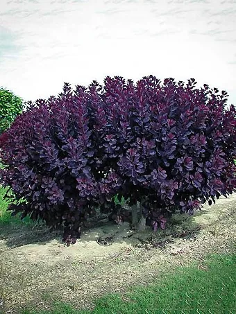 Velvet Cloak Smoke Tree