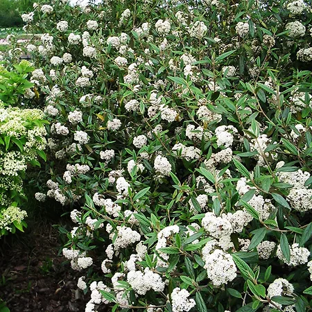 Viburnum