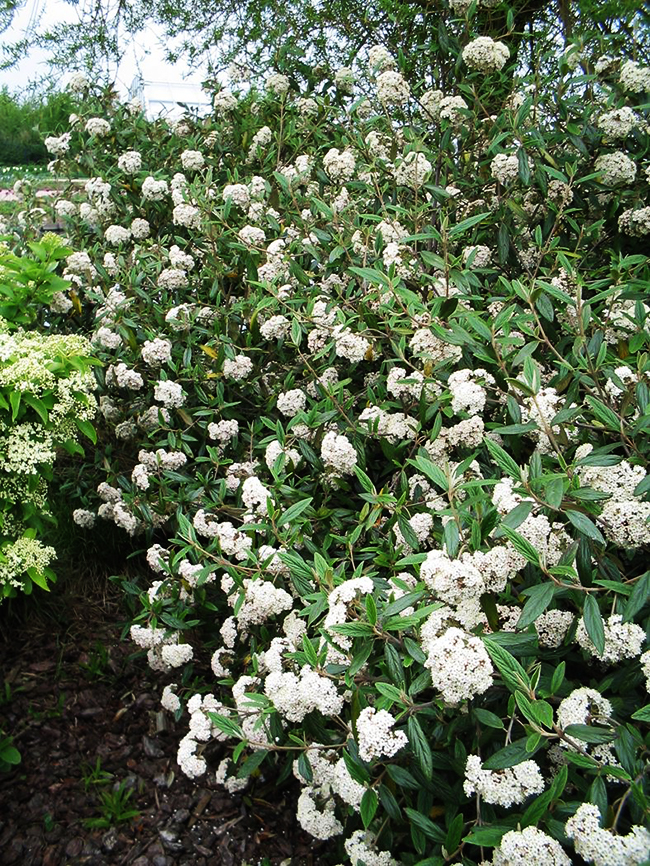 Prague Viburnum For Sale Online The Tree Center