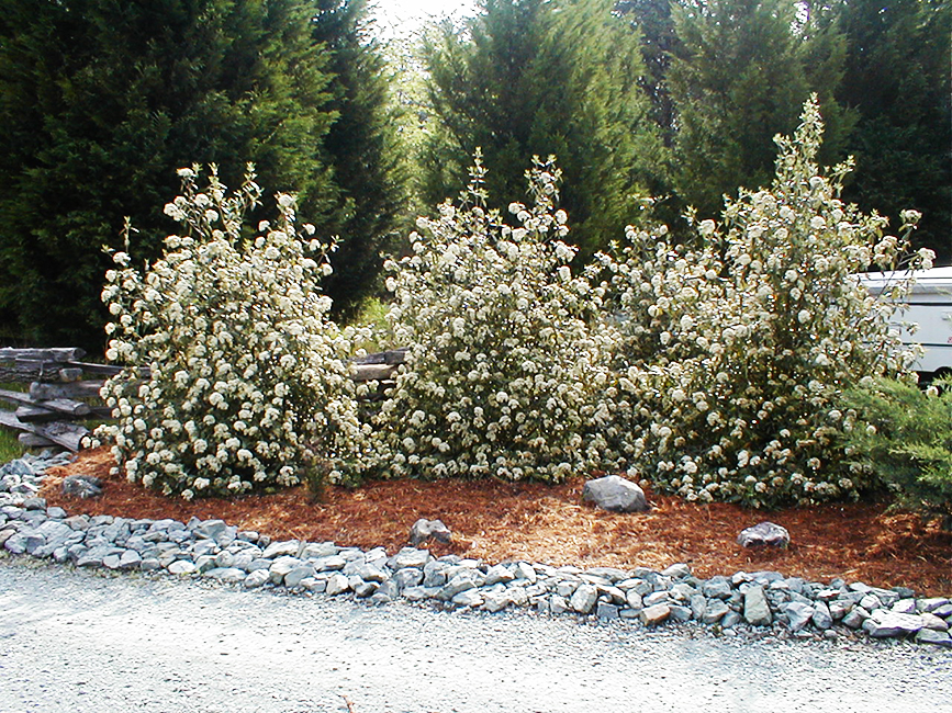 Prague Viburnum For Sale Online The Tree Center