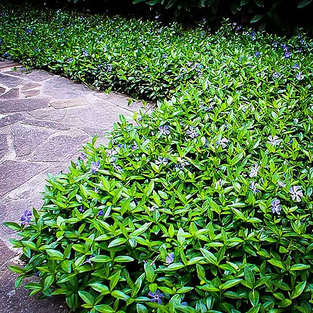 Groundcover Plants