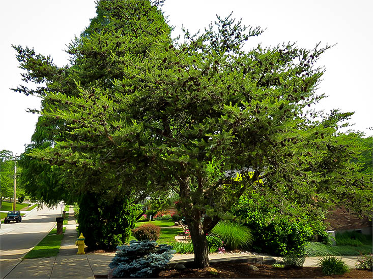 Virginia Pine Trees For Sale Online | The Tree Center