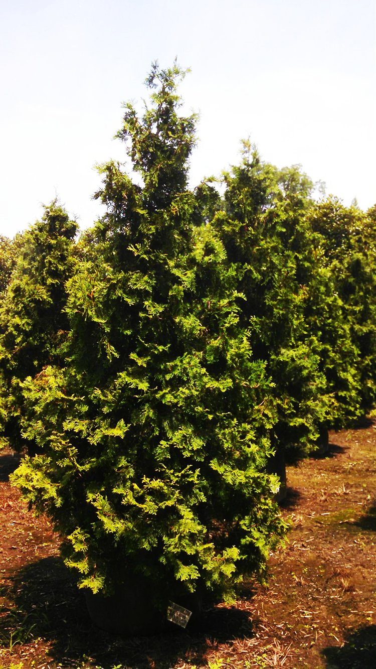 Virginian Arborvitae For Sale Online The Tree Center