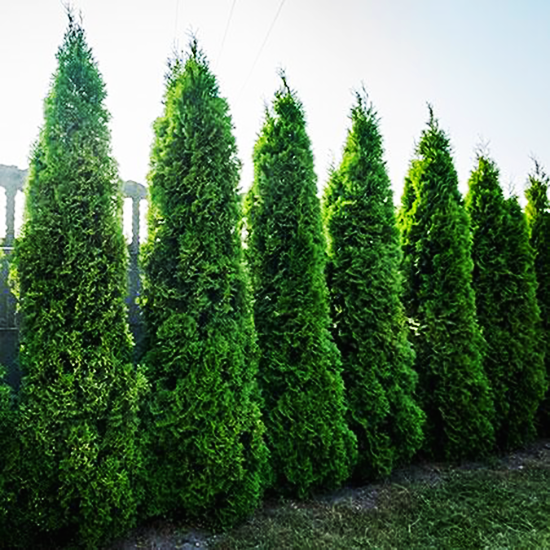 Virginian Arborvitae For Sale Online The Tree Center