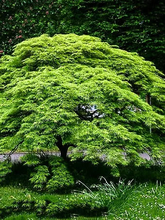 Weeping Japanese Viridis Laceleaf Maple