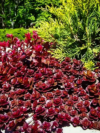 Voodoo Sedum