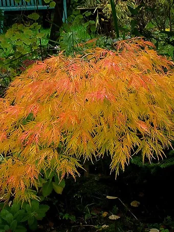 Beautiful Waterfall Japanese Maple Tree