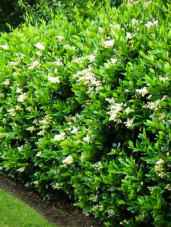 Privacy hedge around 6 to 8 Inches tall chinese PRIVET-30 plants