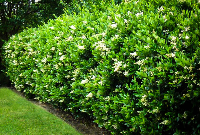 Wavy Leaf Privet Ligustrum For Sale The Tree Center