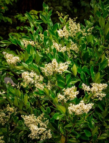 Privet Shrubs | Pros & Cons of Privets - The Tree Center