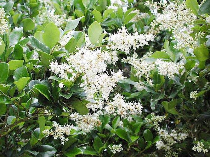 Privacy hedge around 6 to 8 Inches tall chinese PRIVET-30 plants