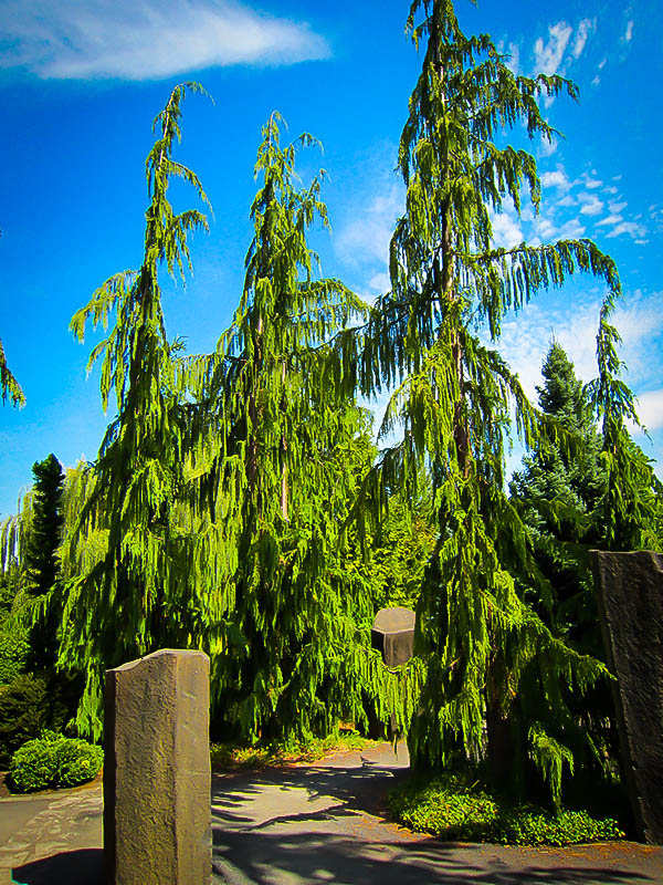 Weeping Alaskan Cedar For Sale Online The Tree Center