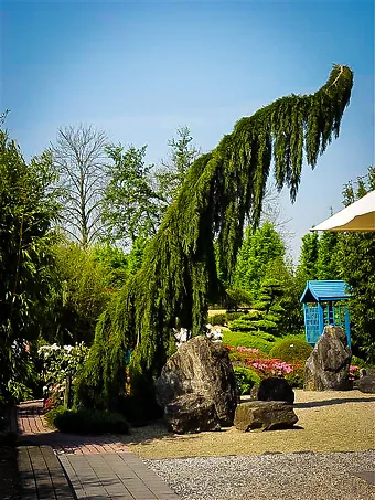 Weeping Giant Sequoia