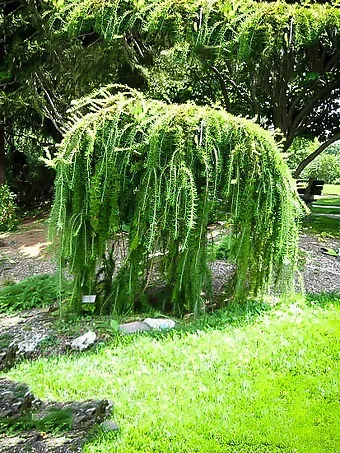 Weeping Larch