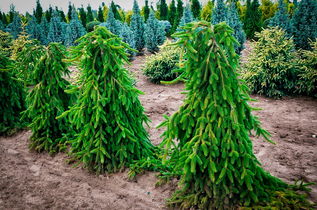 Weeping Norway Spruce For Sale Online The Tree Center