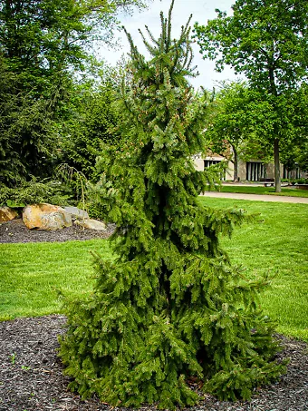 Weeping Serbian Spruce