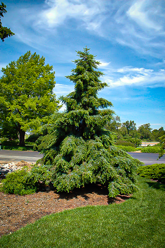 Weeping Serbian Spruce For Sale Online | The Tree Center