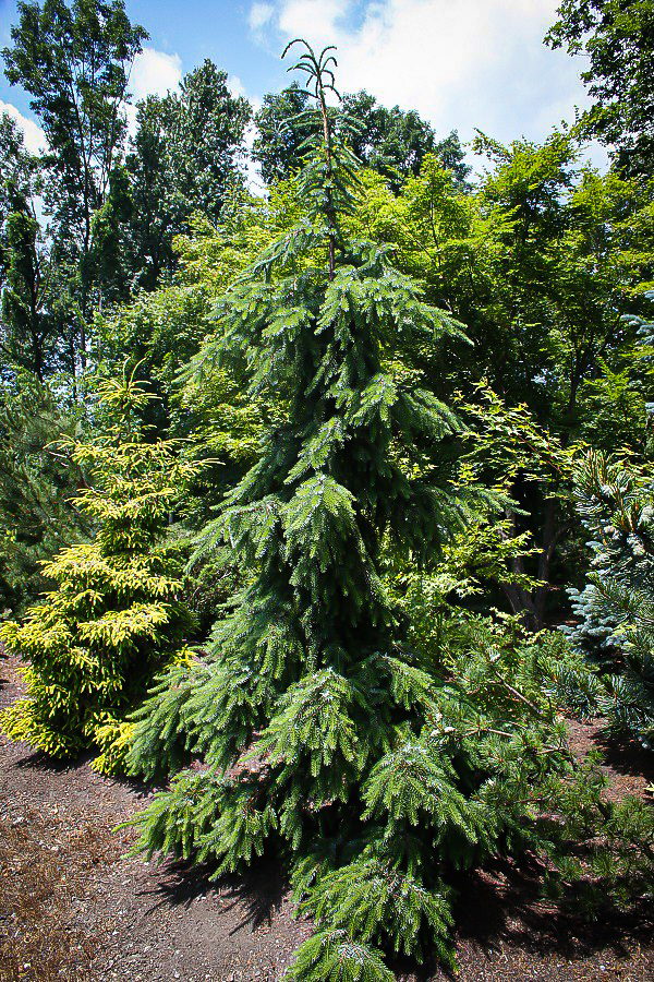 Weeping Serbian Spruce For Sale Online The Tree Center