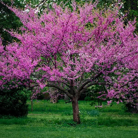 Redbud Trees