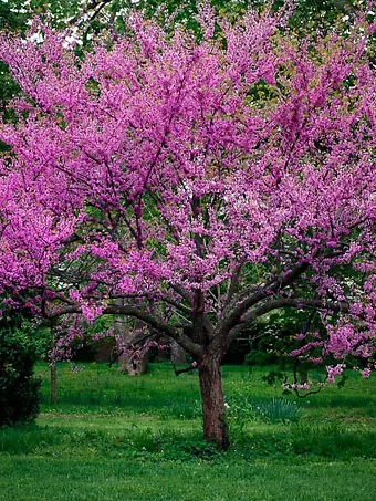 Eastern Redbud Tree