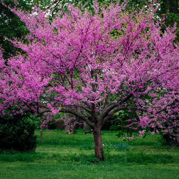 eastern redbud tree in summer