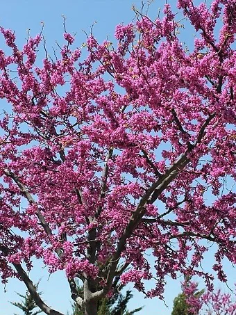 Western Oklahoma Redbud Tree