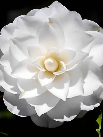 White By The Gate Camellia