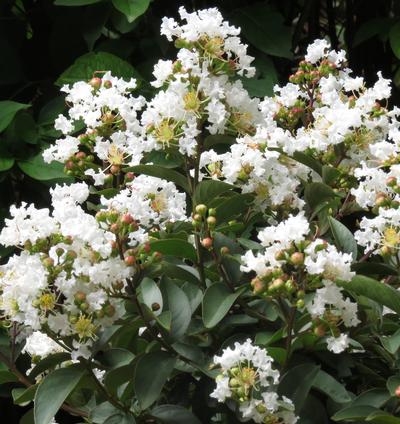 Image of Crape Myrtle bush with white flowers