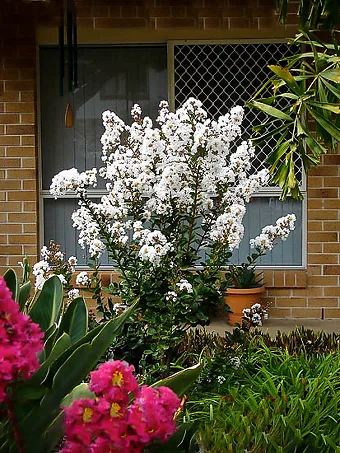 White Crape Myrtle Bush