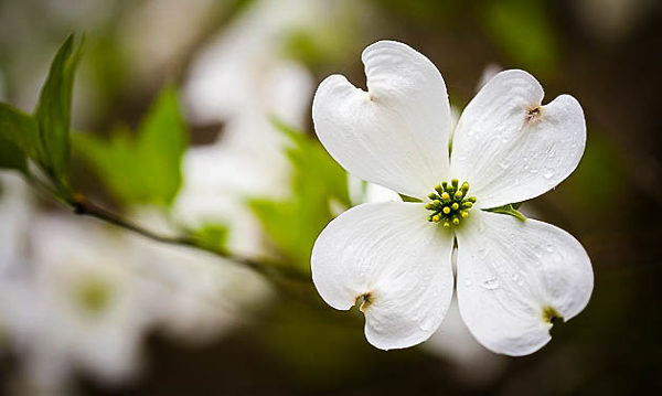 White Dogwood Tree Flower