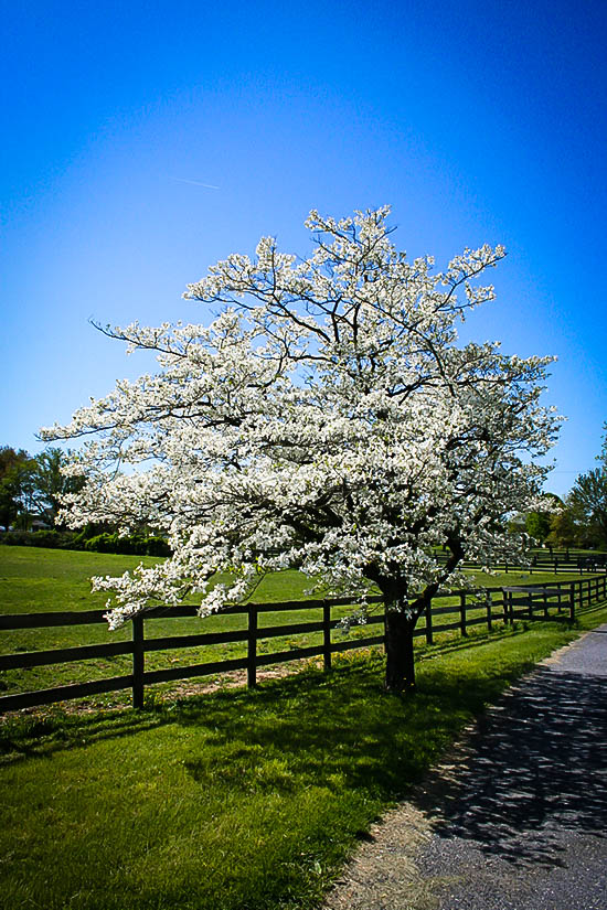 White Dogwood Tree On Farm
