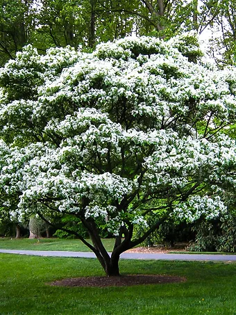 Fringe Tree