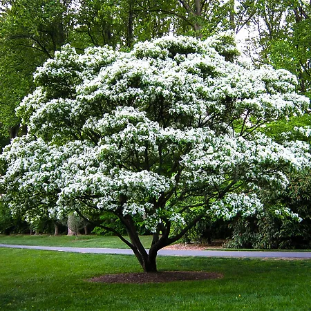 11 Beautiful White Flowering Trees - Best White Flower Trees