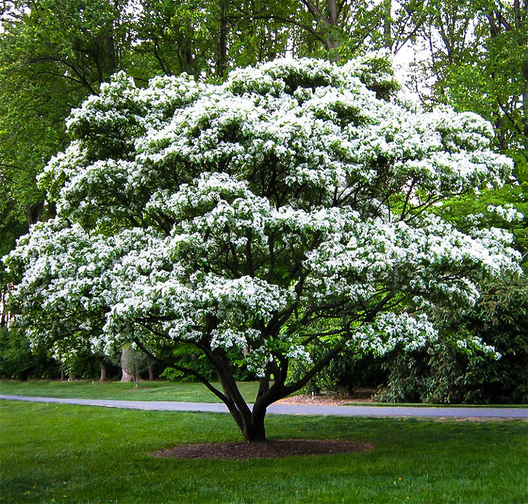 Fringe Tree For Sale Online The Tree Center