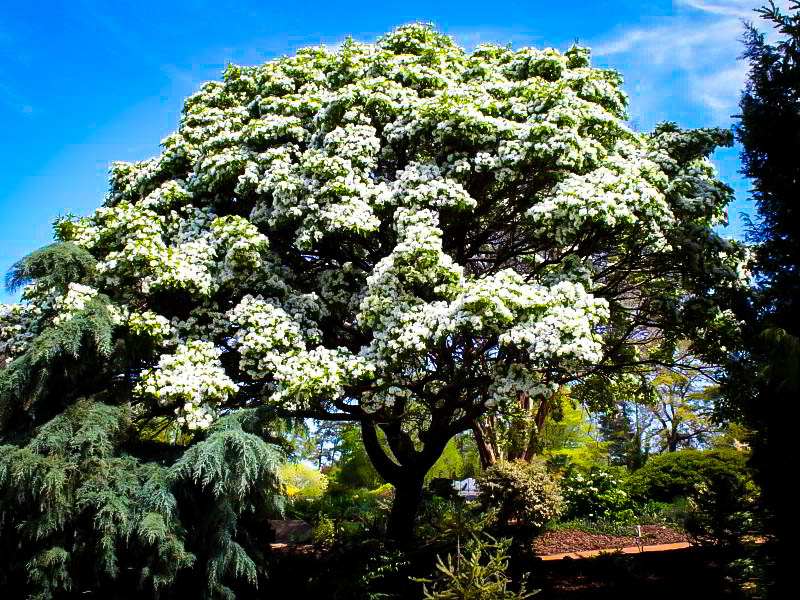 american fringe tree growth rate