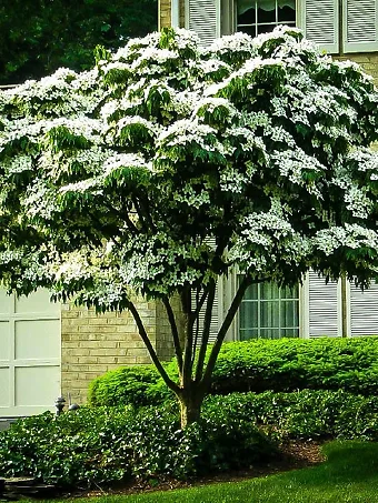 White Kousa Dogwood Tree