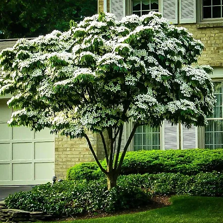 Dogwood Trees