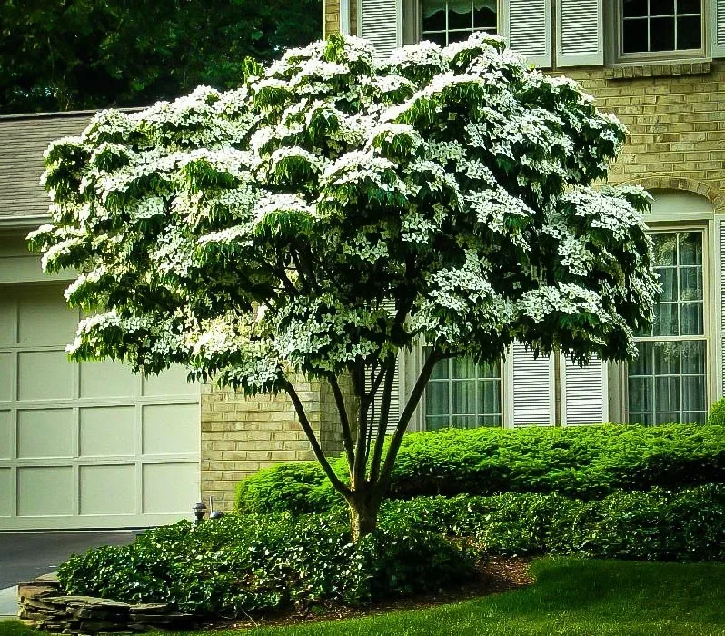 Image of Kousa dogwood tree in a garden