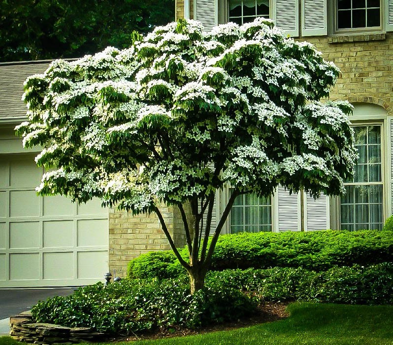 White Kousa Dogwood Tree