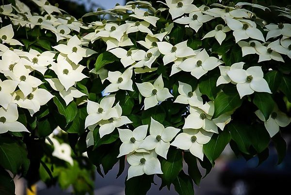 White Kousa Dogwood Tree Flowers