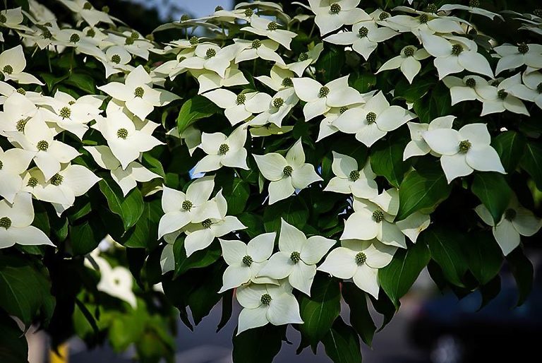kousa dogwood vs white dogwood