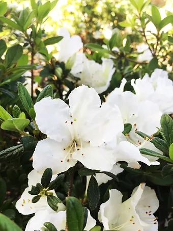 White Nobility ReBLOOM® Azalea