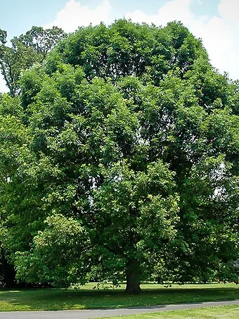 White Oak Tree